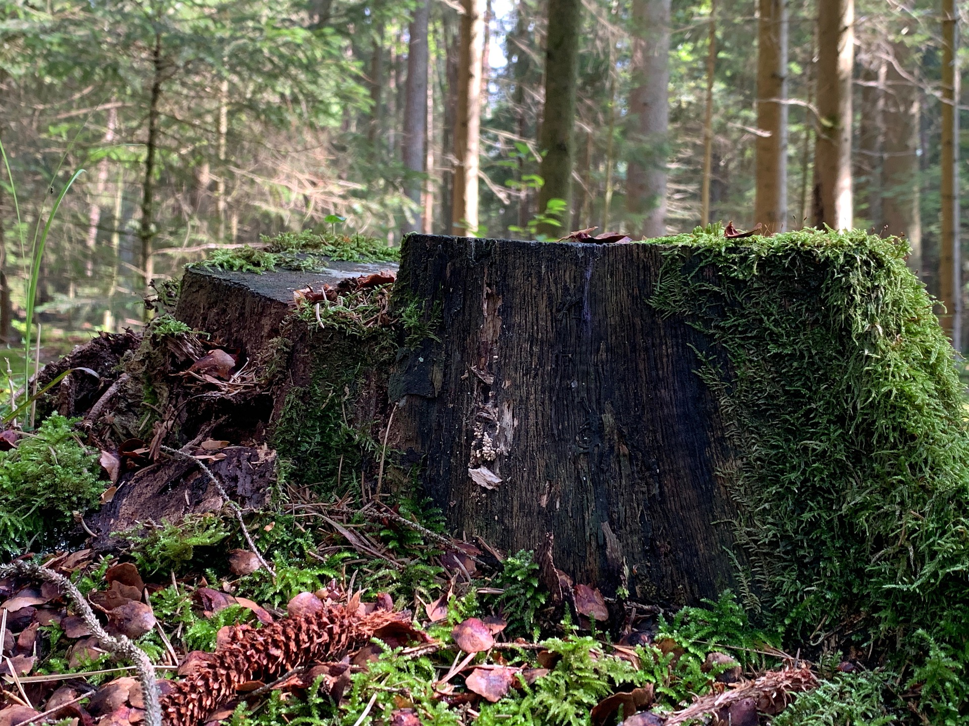 SARL Bolzinger Élagage - Broyage de bois 